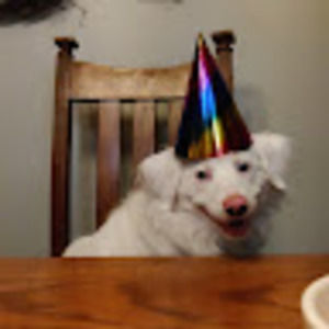 Meet your Posher, Atticus